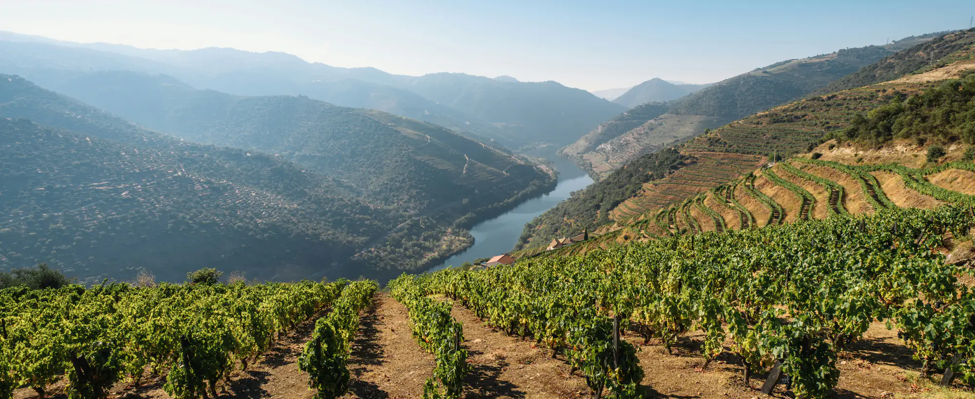 Vines on the terraces of the Douro, with the river in the distance.