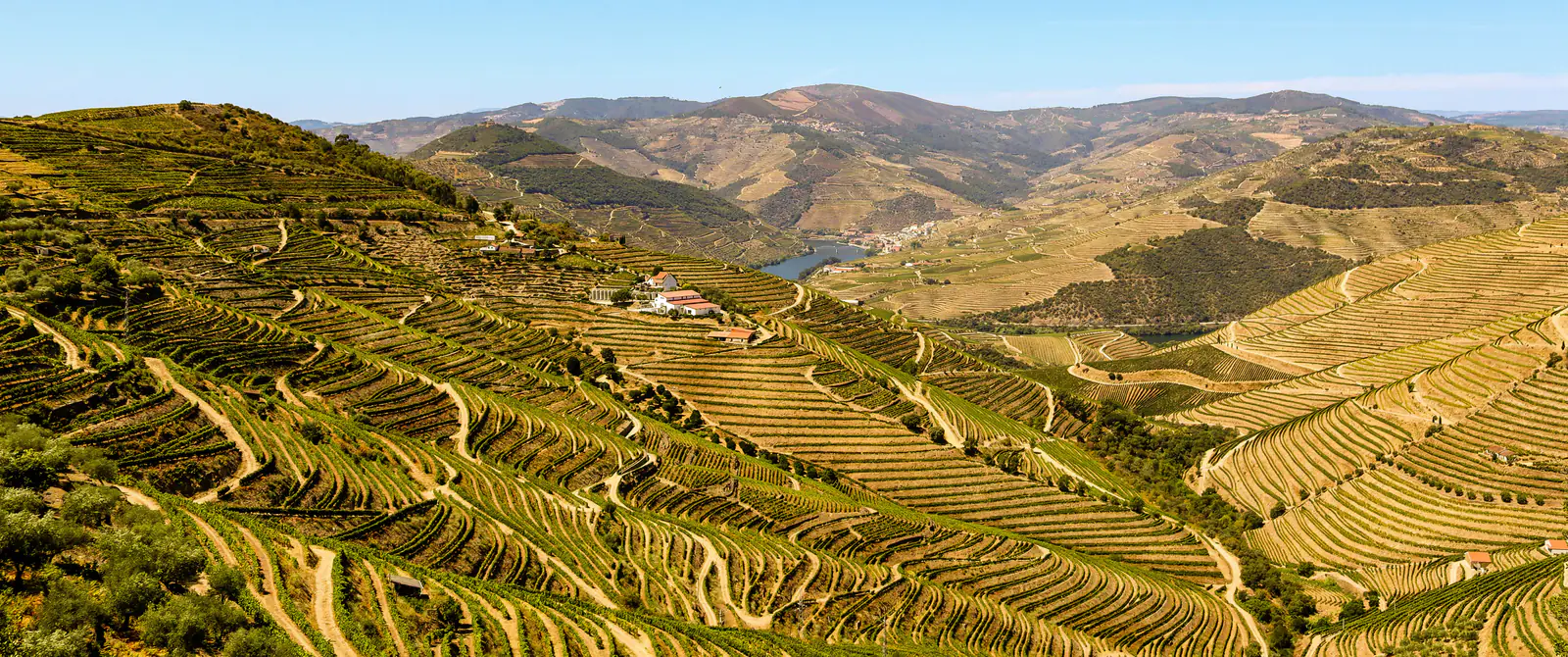 Vineyard terraces in the Douro Valley under a clear blue sky.
